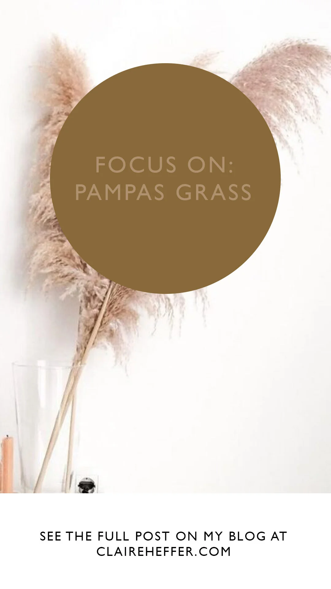 FOCUS ON- PAMPAS GRASS2.jpg