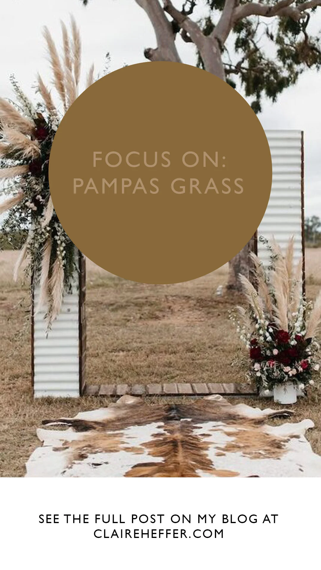 FOCUS ON- PAMPAS GRASS4.jpg