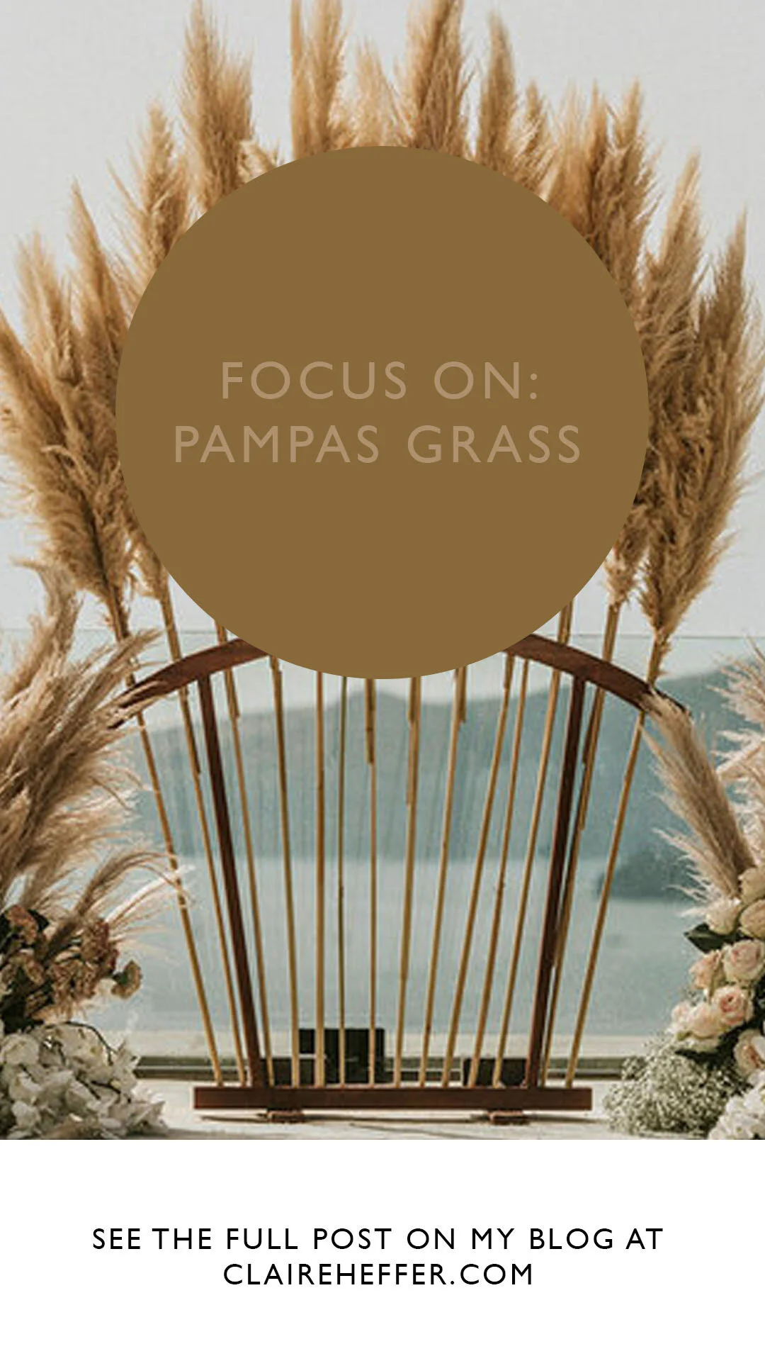 FOCUS ON- PAMPAS GRASS6.jpg