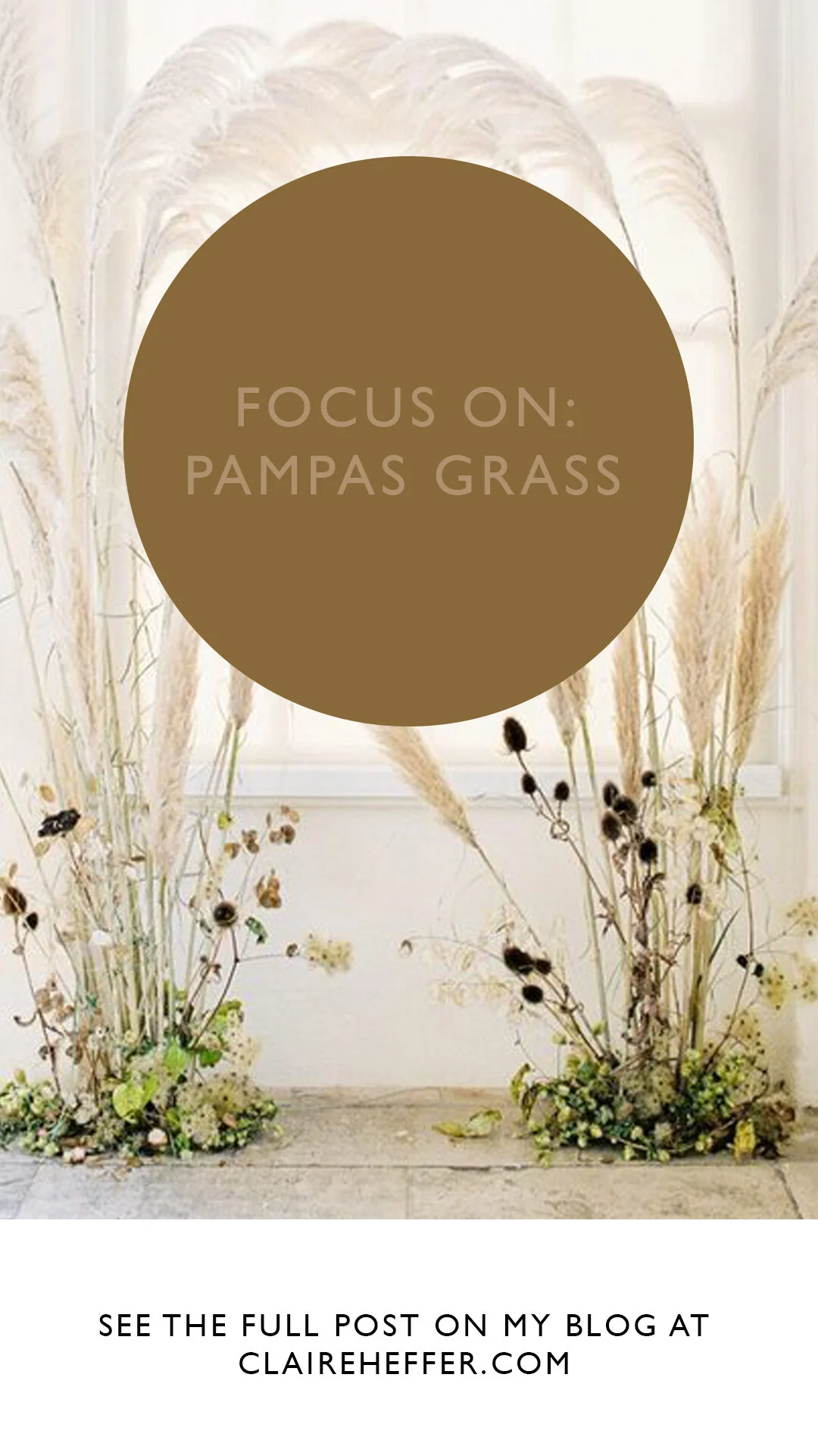 FOCUS ON- PAMPAS GRASS5.jpg