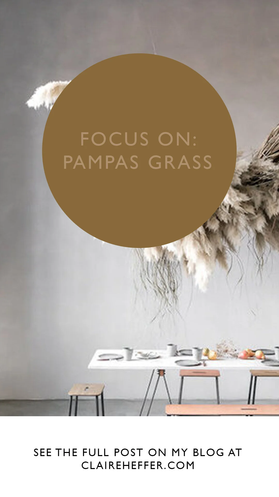 FOCUS ON- PAMPAS GRASS7.jpg