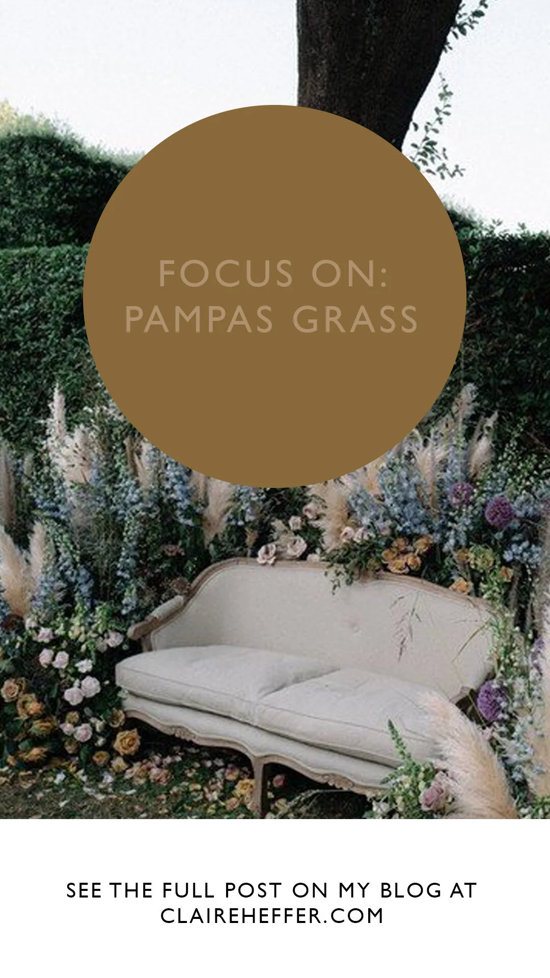 FOCUS ON- PAMPAS GRASS8.jpg