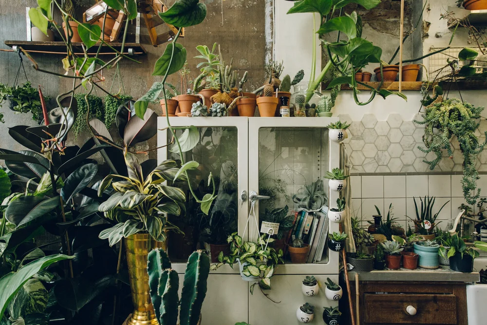 FOCUS ON: HOUSE PLANTS  CLAIRE HEFFER DESIGN