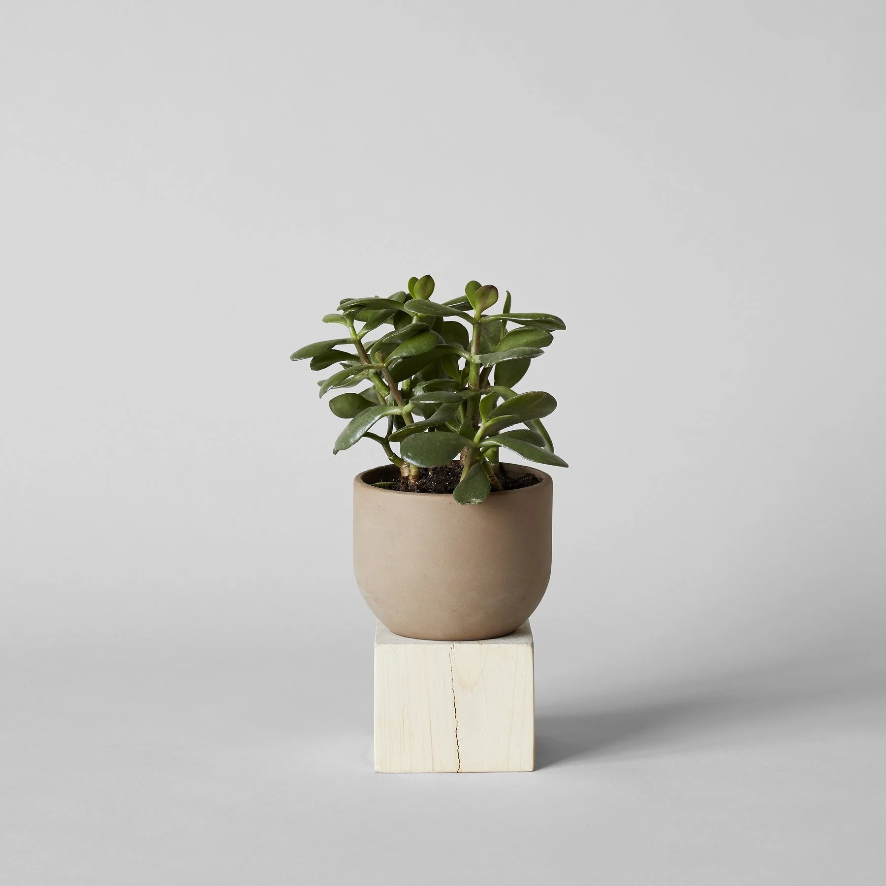 Jikoku_Planter_Brown_LG_2068_1800x.jpg
