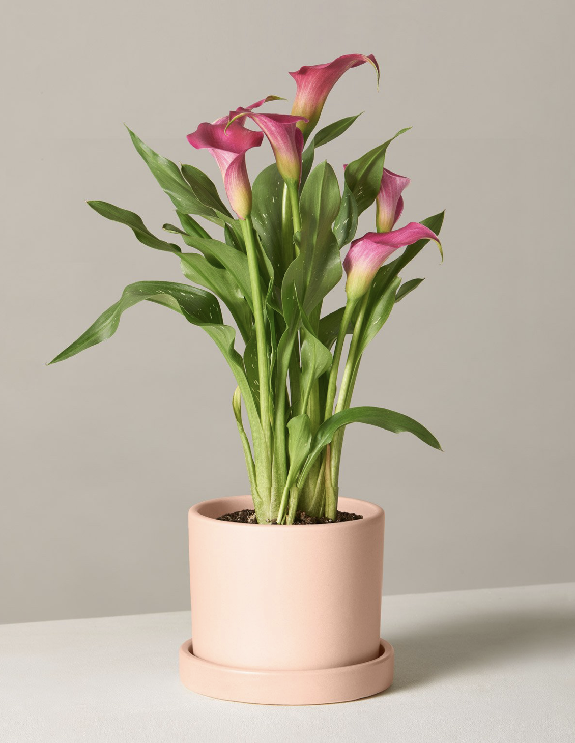 Calla Lily