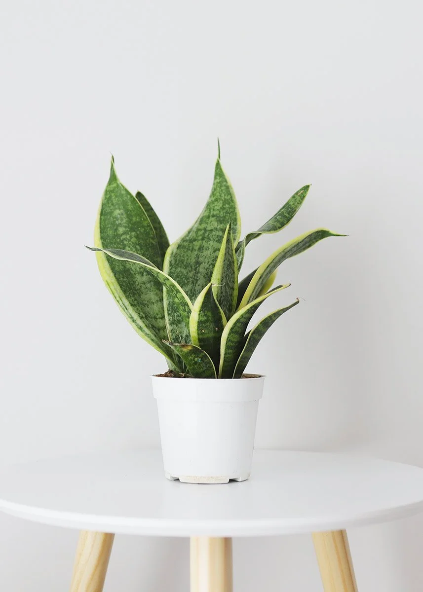Snake Plant