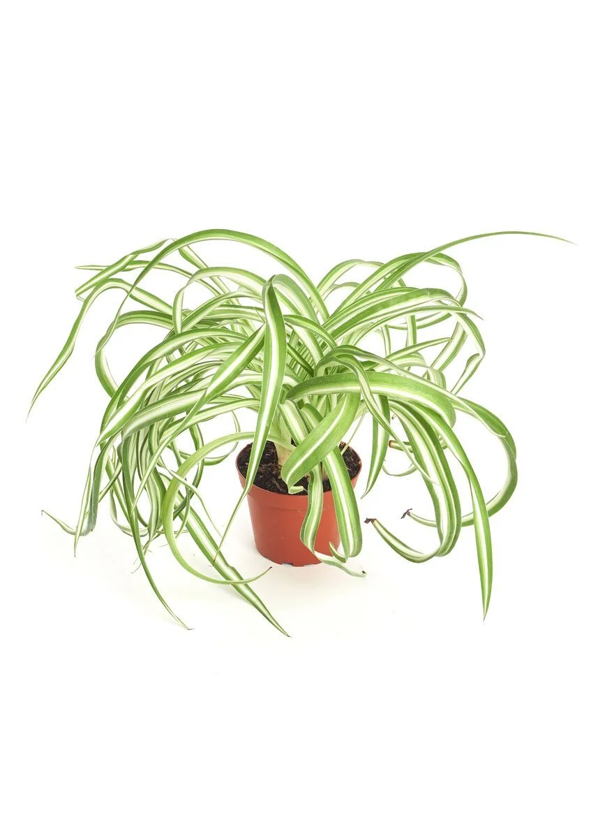 Spider Plant