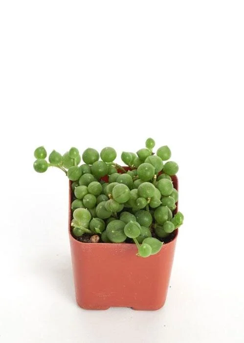 String of Pearls