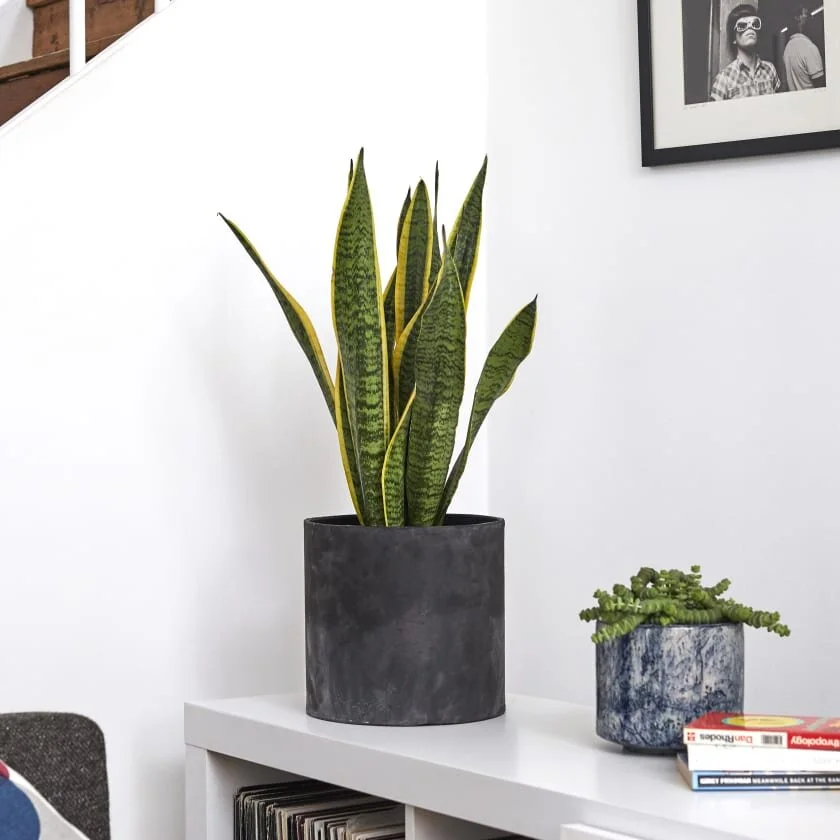 Snake Plant
