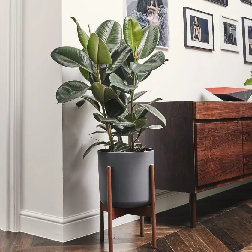 Rubber plant