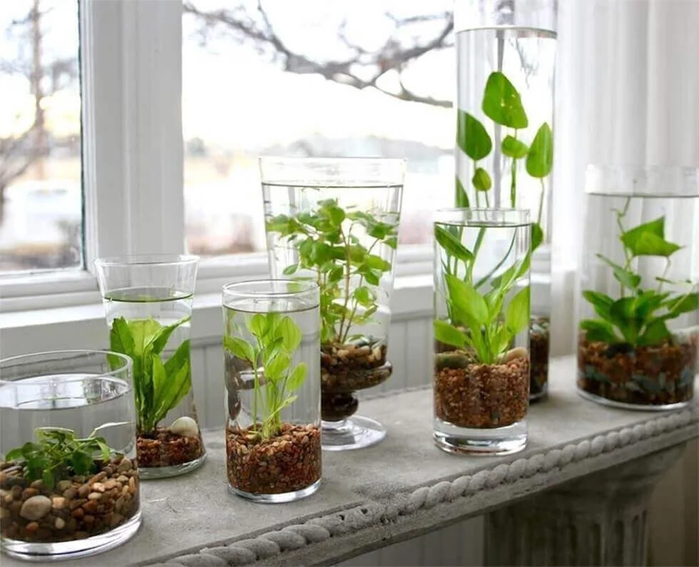 06-glass-vases-used-as-water-gardens.jpg