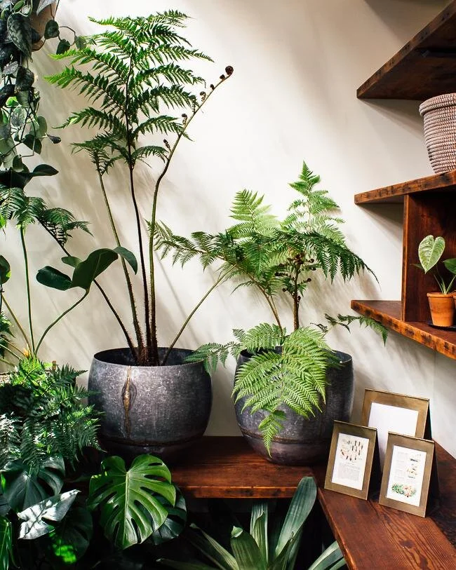 greenery-houseplant-tree-fern-pistils-nursery-6.jpg