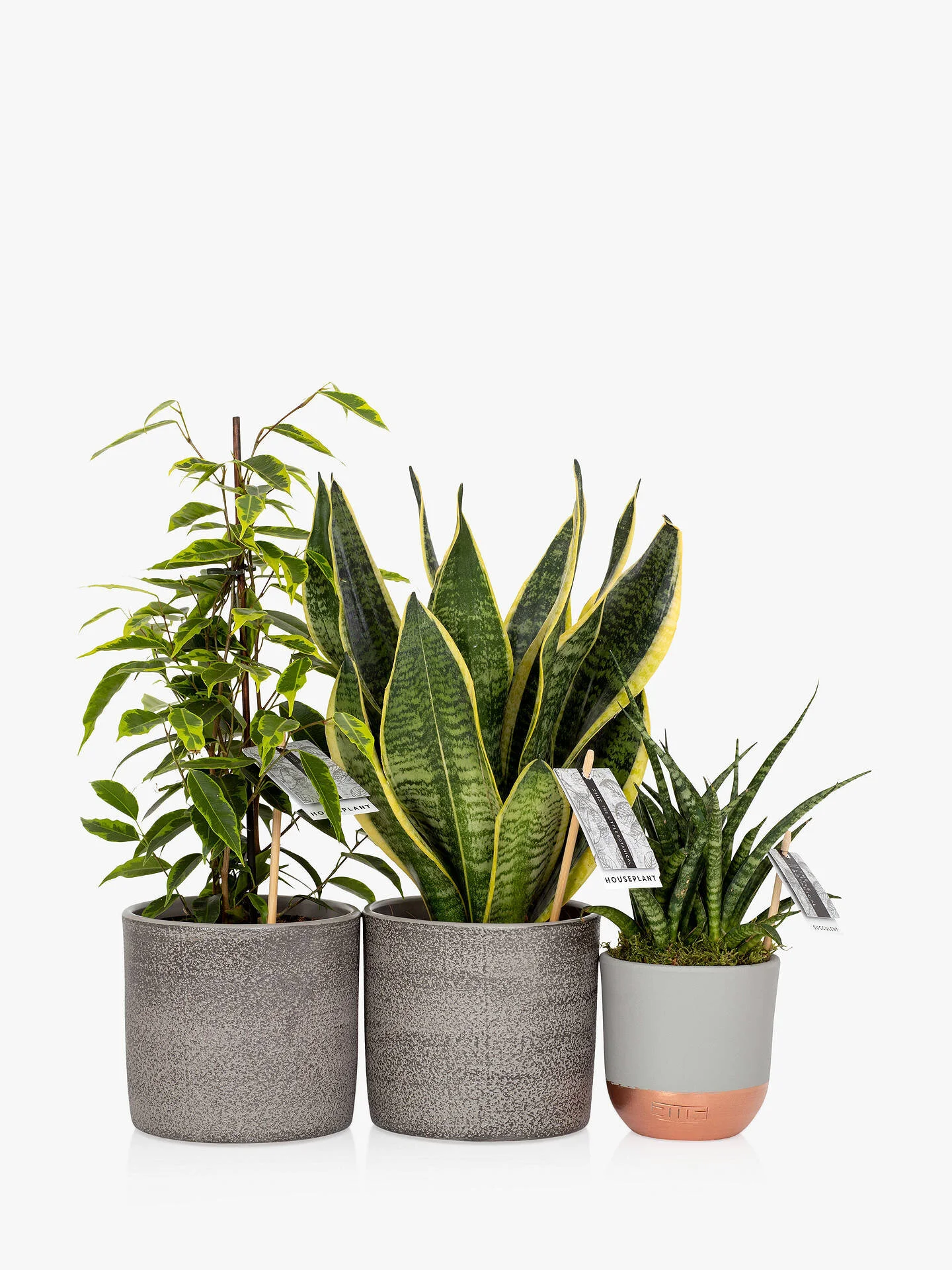 Botanical Purifying Plant Bundle