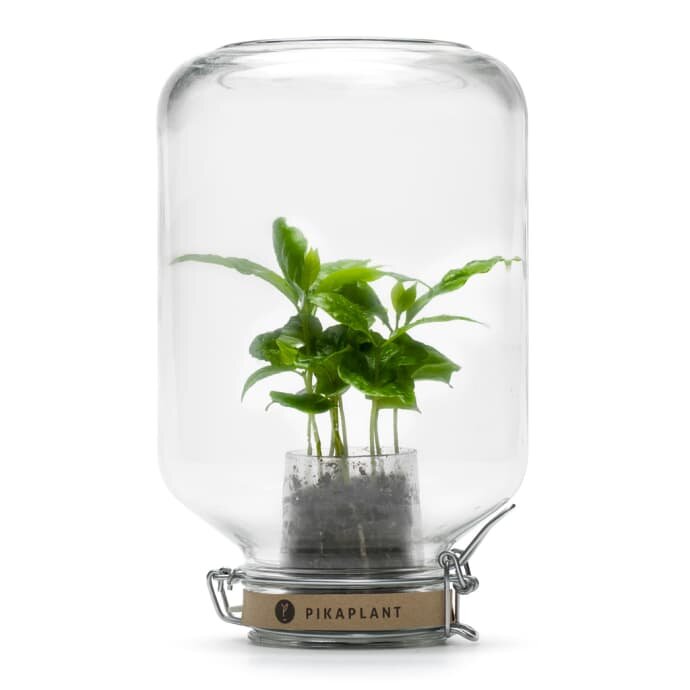 Jar Coffea Arabica Tropical Plant