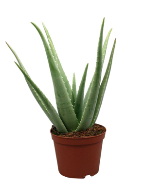 Aloe vera