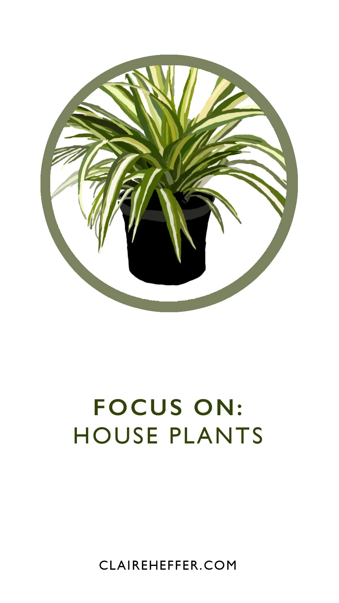 FOCUS ON: HOUSE PLANTS