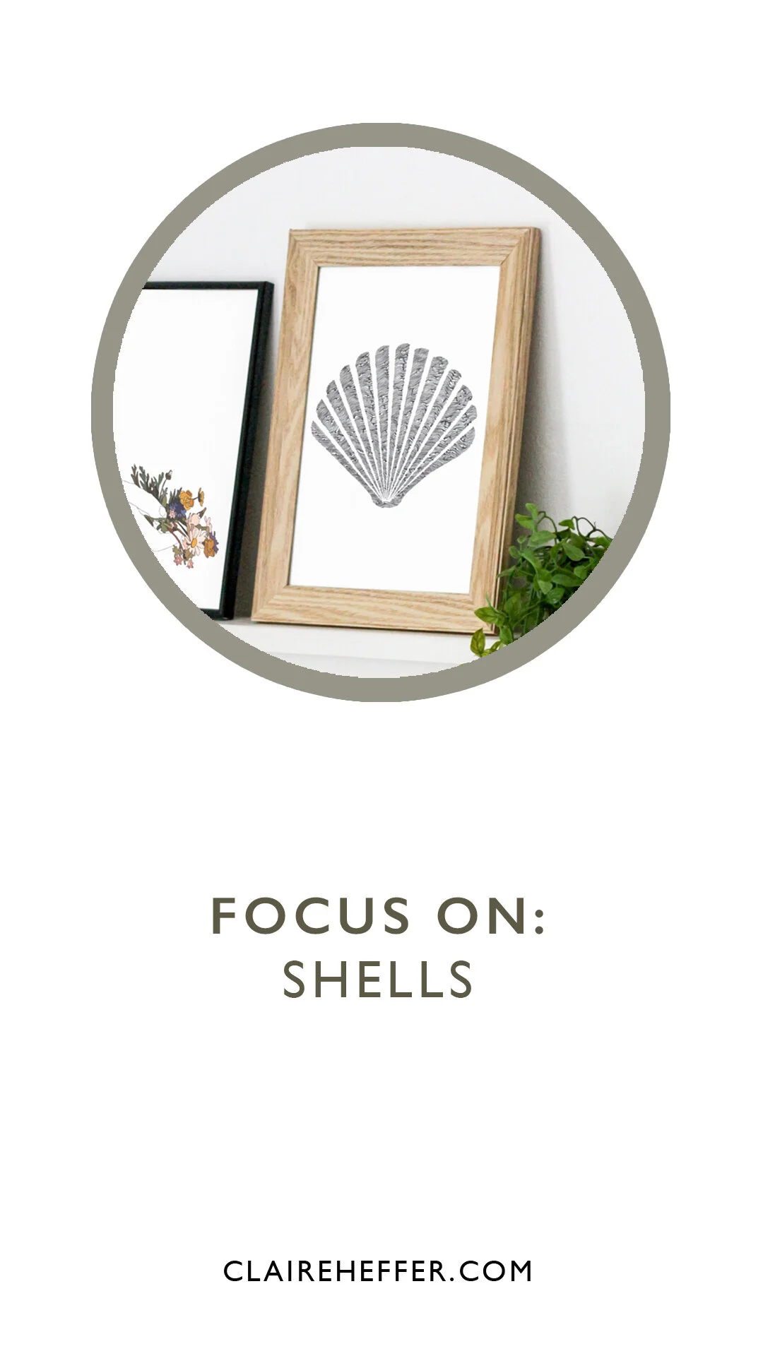 FOCUS ON: SHELLS + FREEBIE