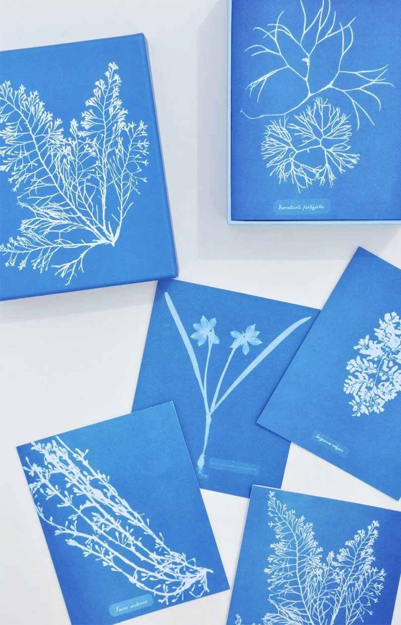sunprint_card_set_alt_800x800@2x.jpg