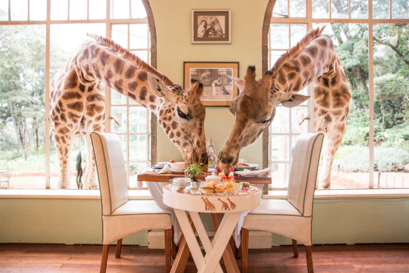   Giraffe Manor  | Nairobi, Kenya 