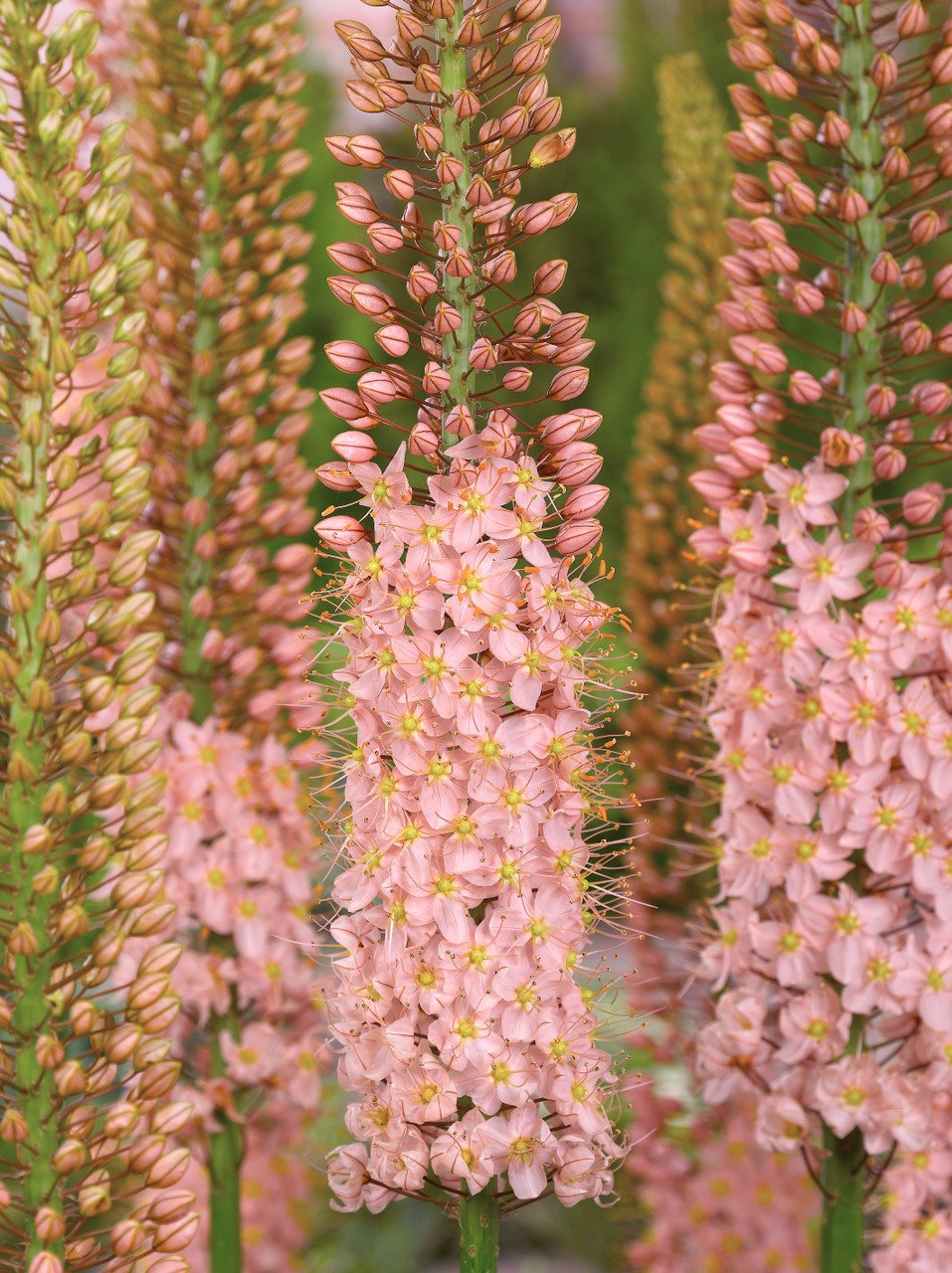 Eremurus_Romance_0008987__19119.jpg