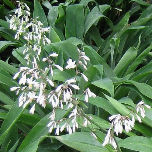 ARTHROPODIUM_CIRRATUM.jpg