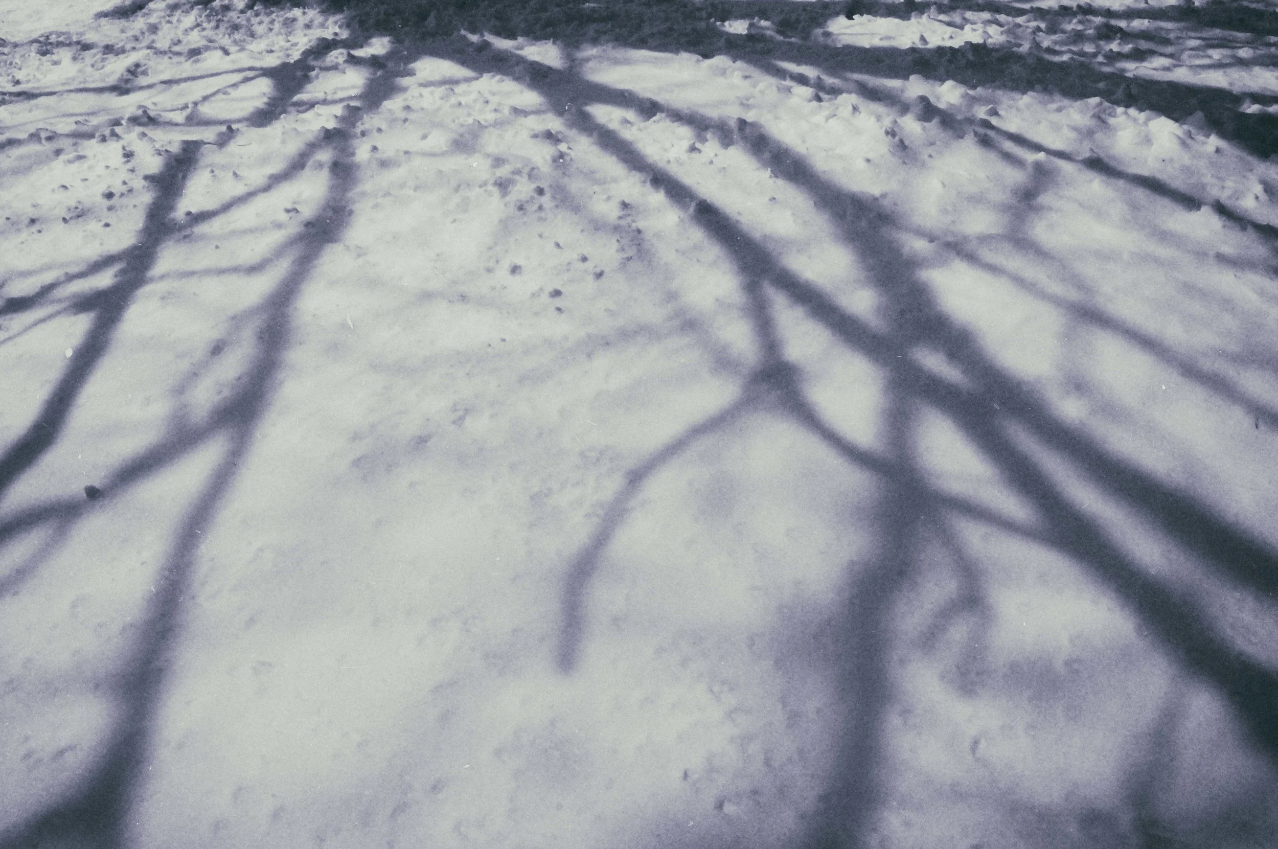 “Branches Minuette Reflection Theme 3-23-18” by Melanie Faith
