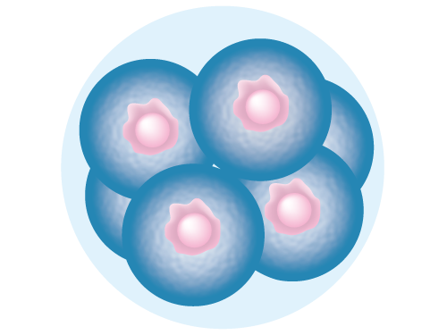 8-cell_stage_embryo.png