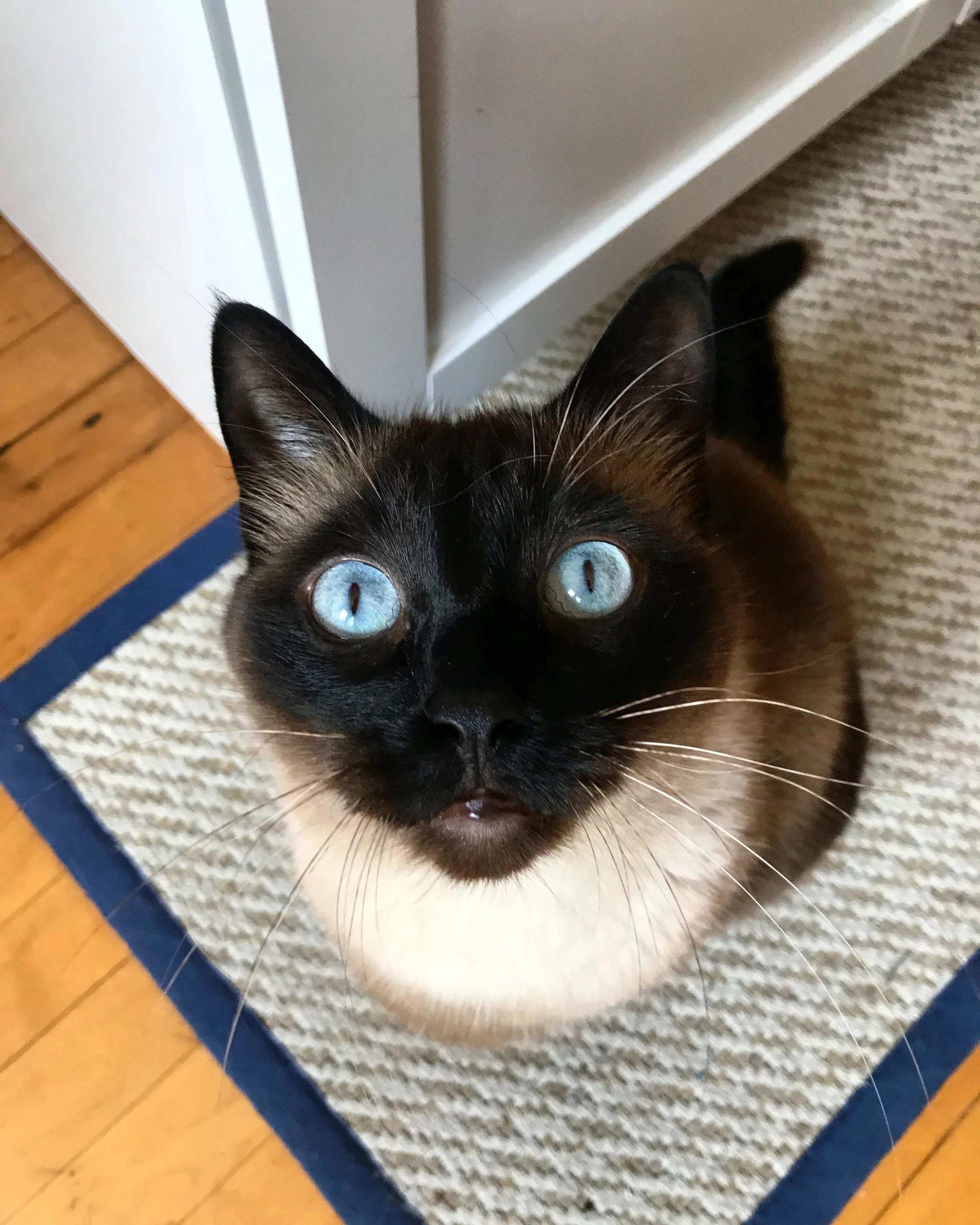 Loki is especially keen on his raw Taurine source, chicken hearts! They are small and easy to add to any meal, or feed as a treat!