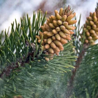 AfterlightImage 28.JPG