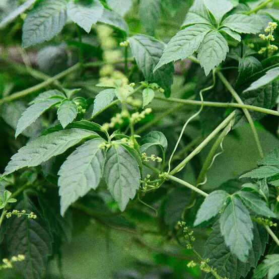 AfterlightImage 30.JPG