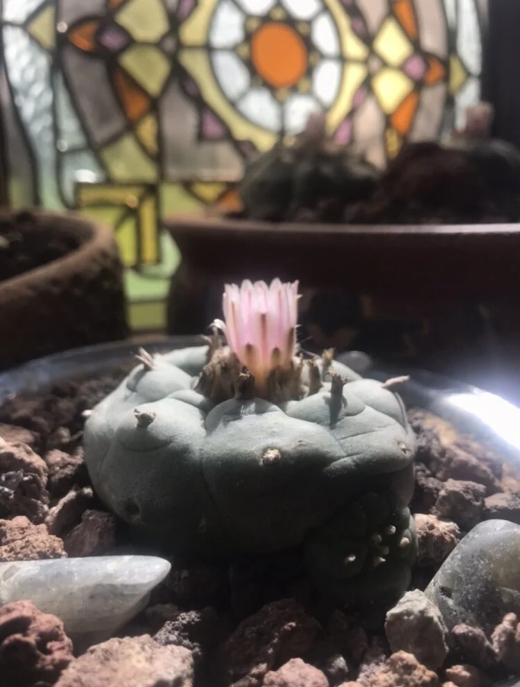 42F9D7DA-7274-4C17-BA7C-D05EC1C7E6B2