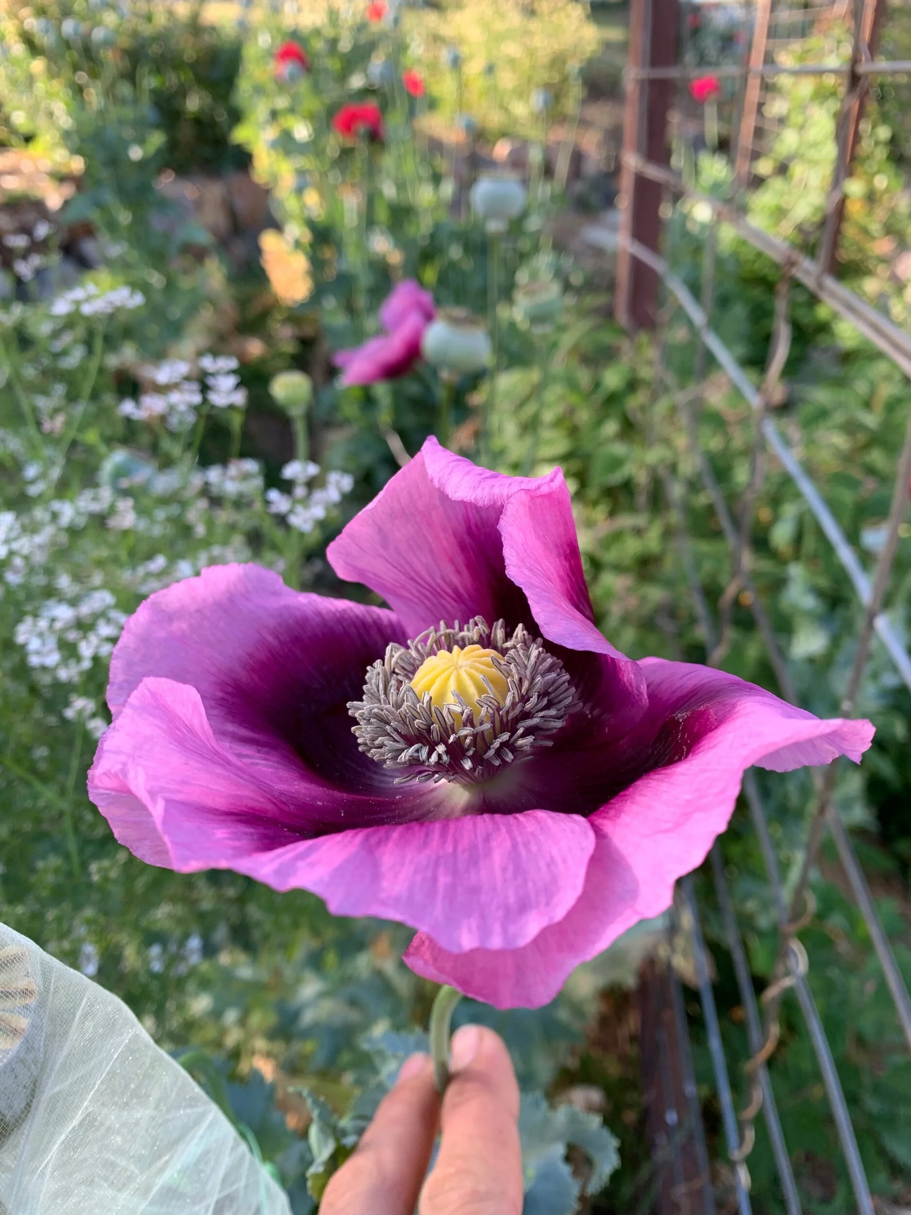 4DC277D0-5135-4D93-B13F-32B7C7725F56