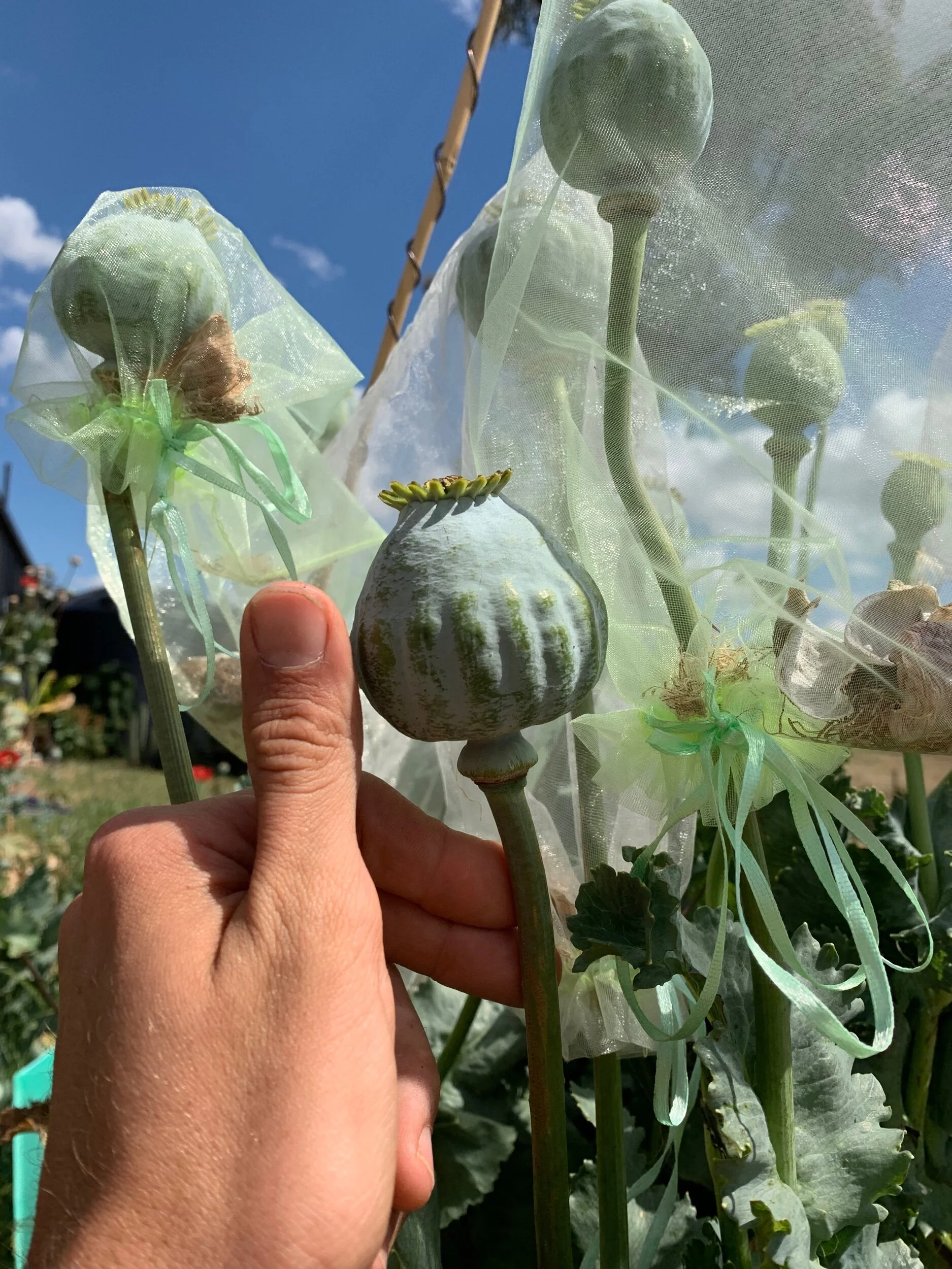 BAF93CEA-29C4-4CD6-BA9D-D9291C987563