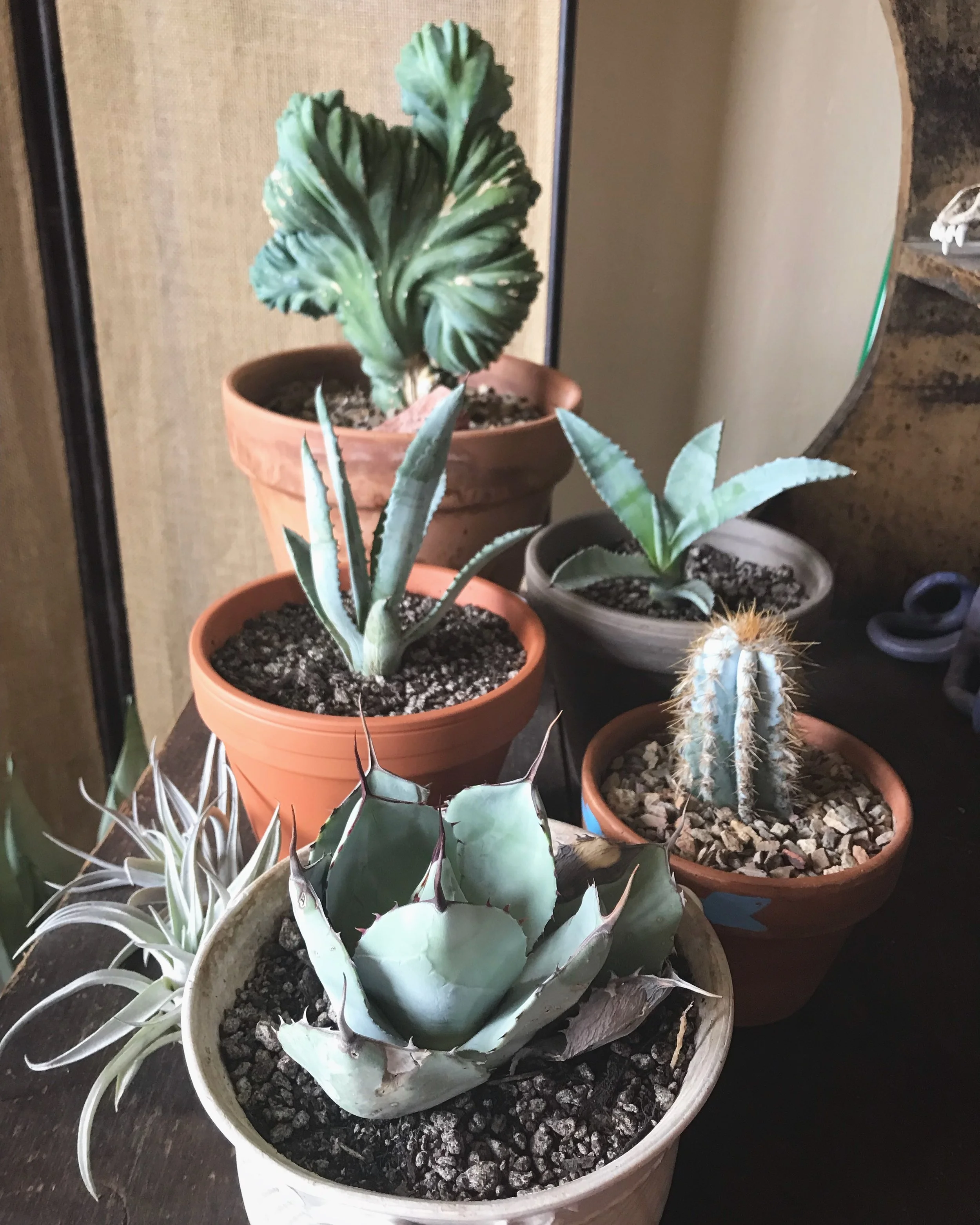 Why Desert Plants?