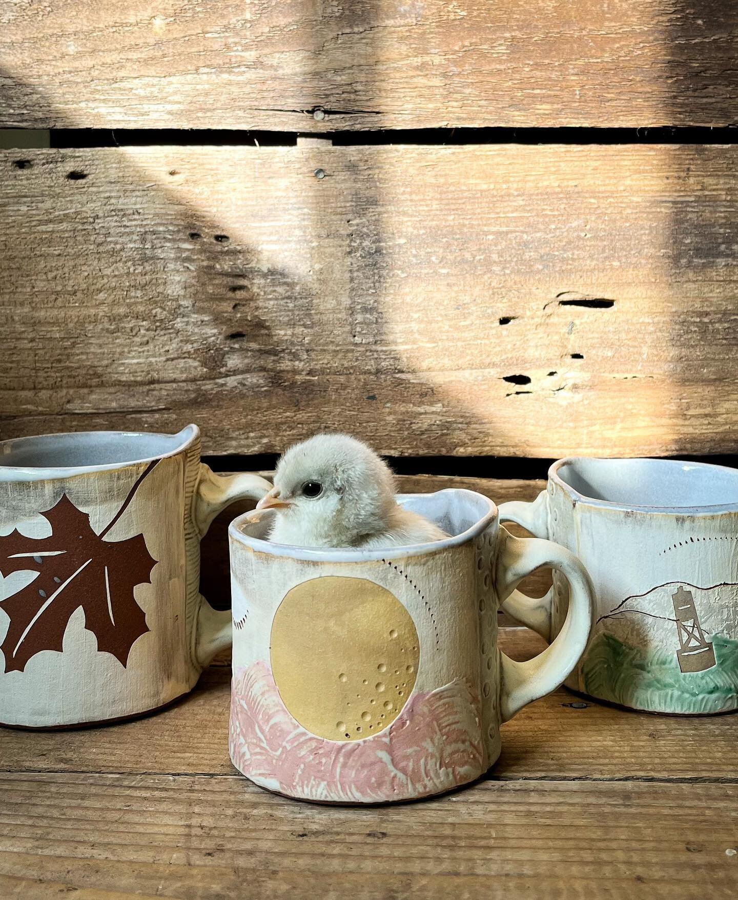 We all knew that these pics were coming right? 
Little floof posing in some new mug designs fresh out of the kiln (but cooled obvs😳)
.
.
.
#drydockgoods #drydockpottery #slabbuiltceramics #slabbuilding #slabbuiltpottery #ceramics #handbuiltceramics 