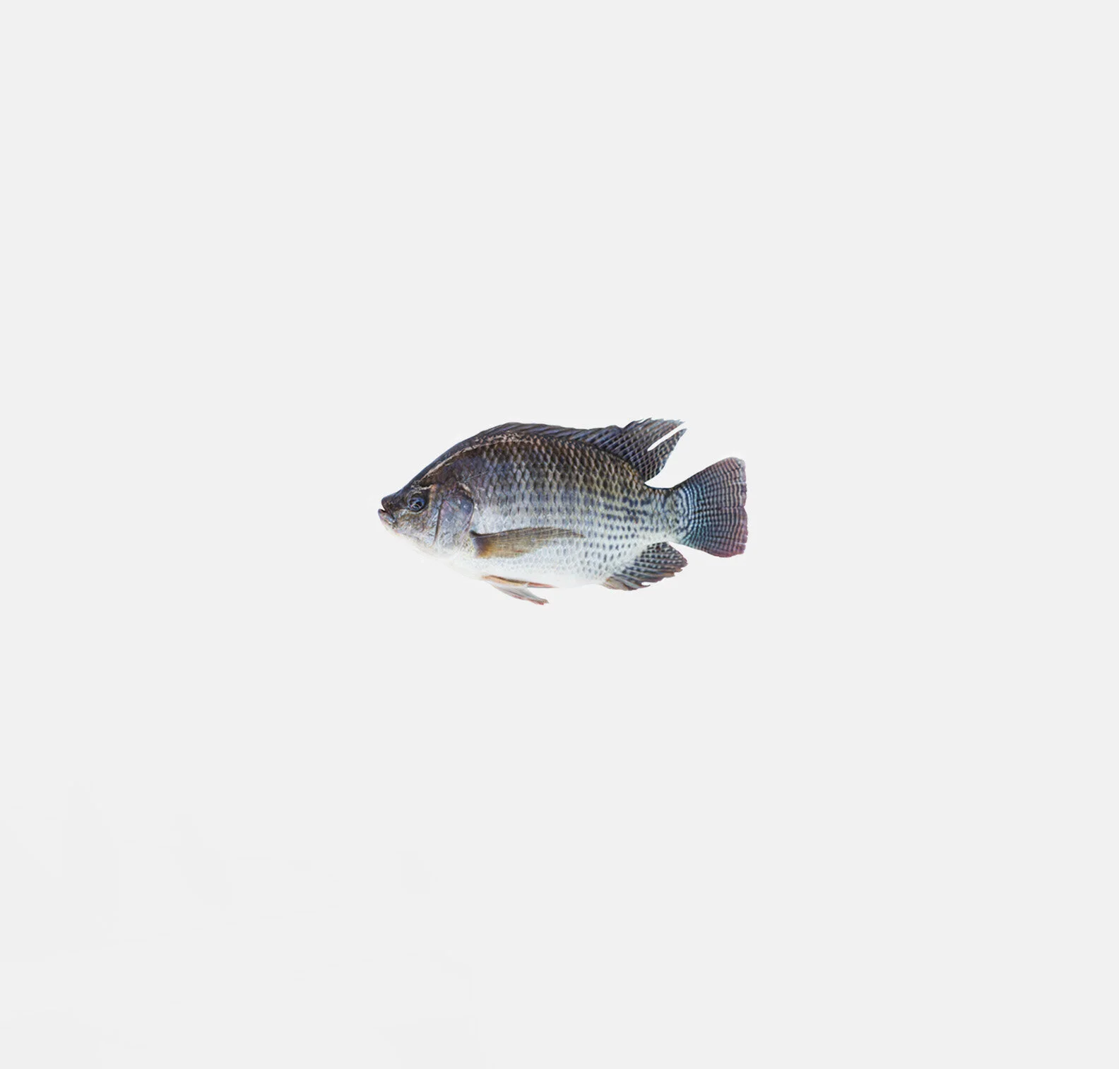 Fingerling Shop Gallery — TILAPIA HATCHERY