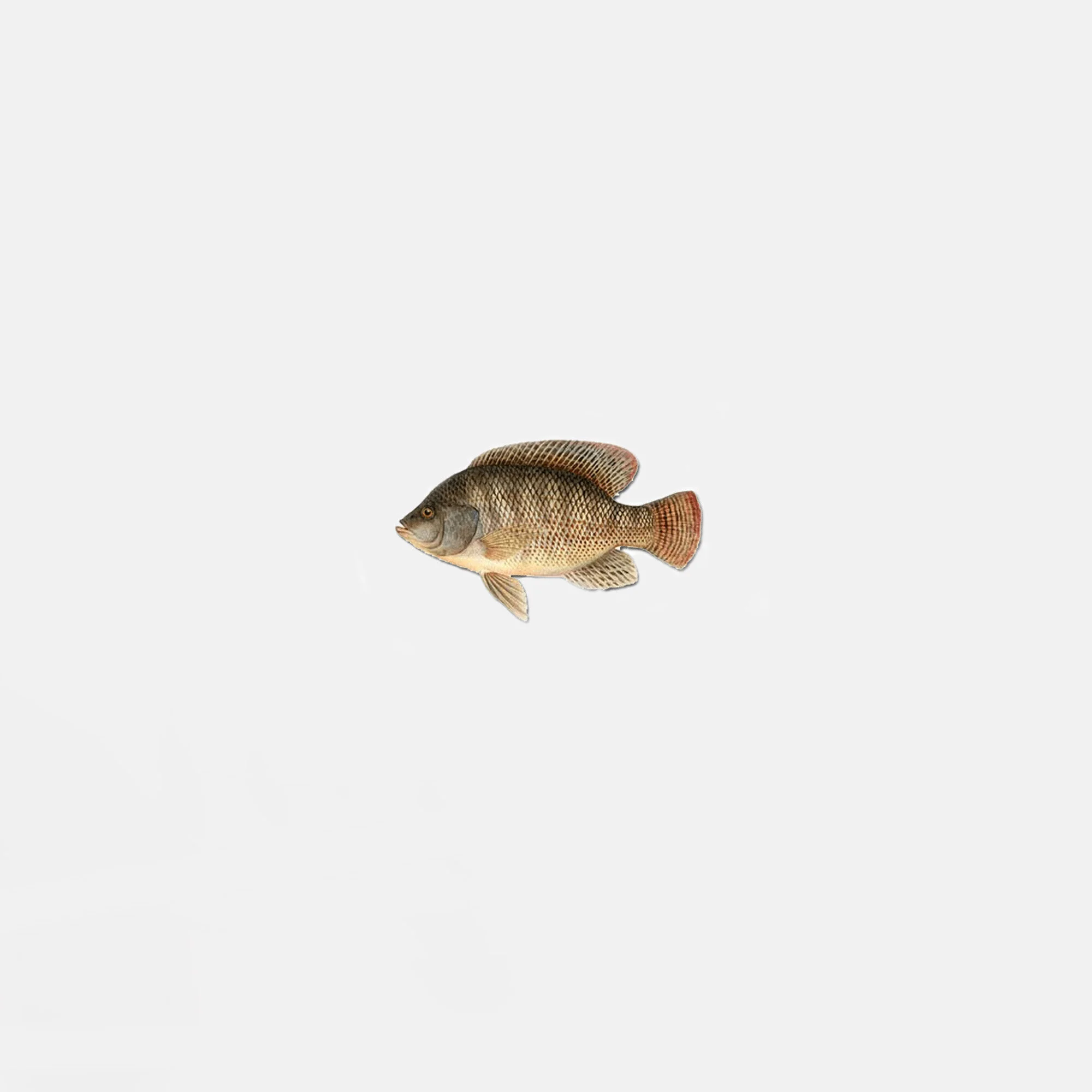 Fingerling Shop Gallery — TILAPIA HATCHERY