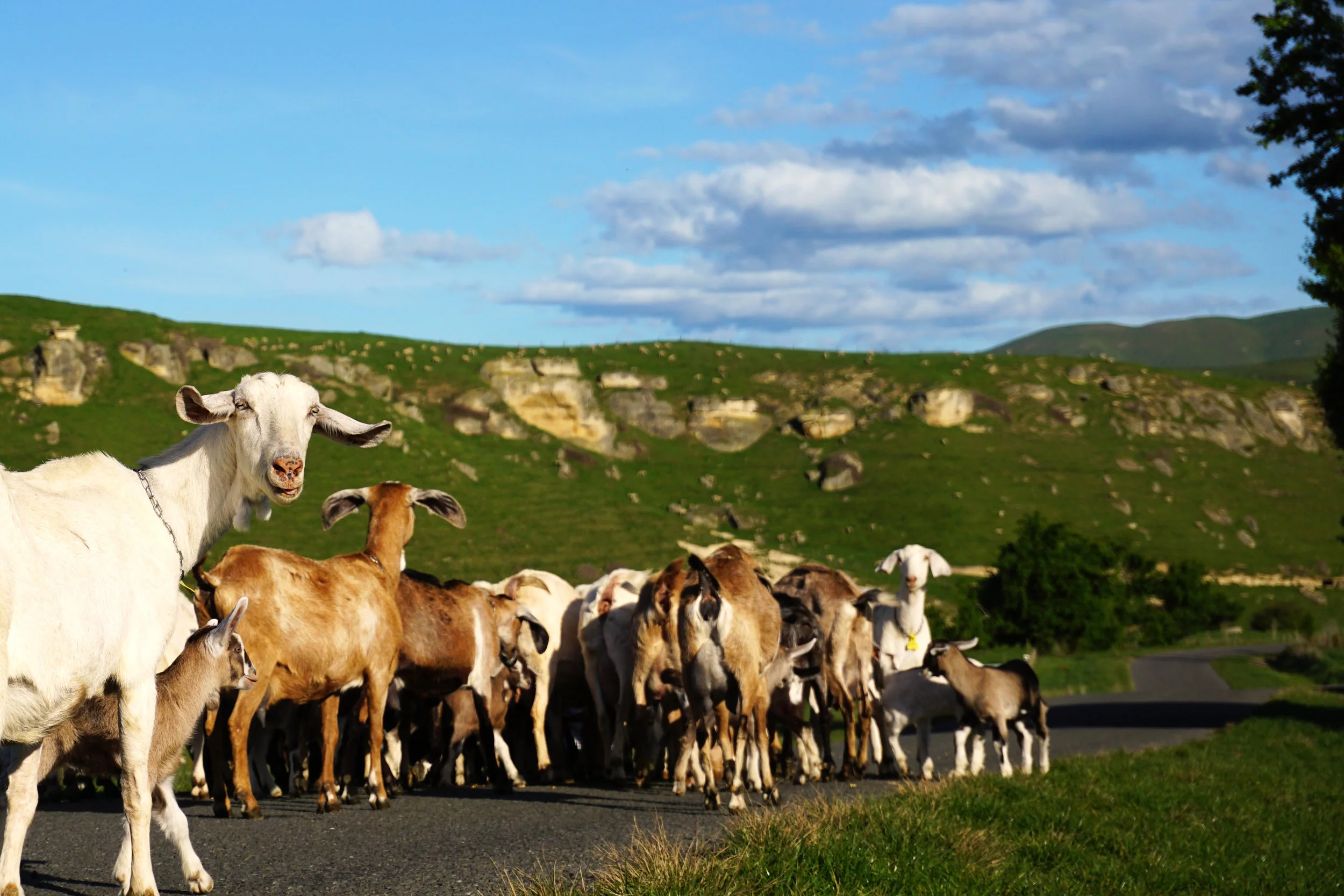 goats4.jpg