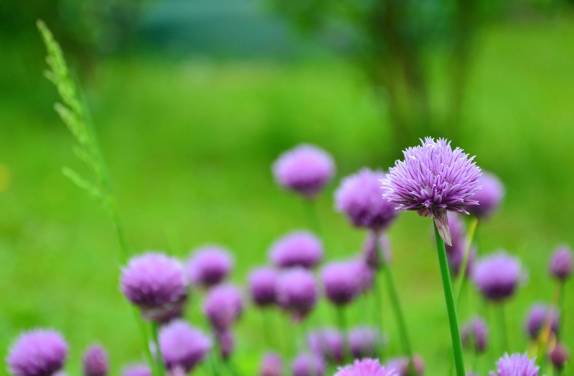 chives.jpg
