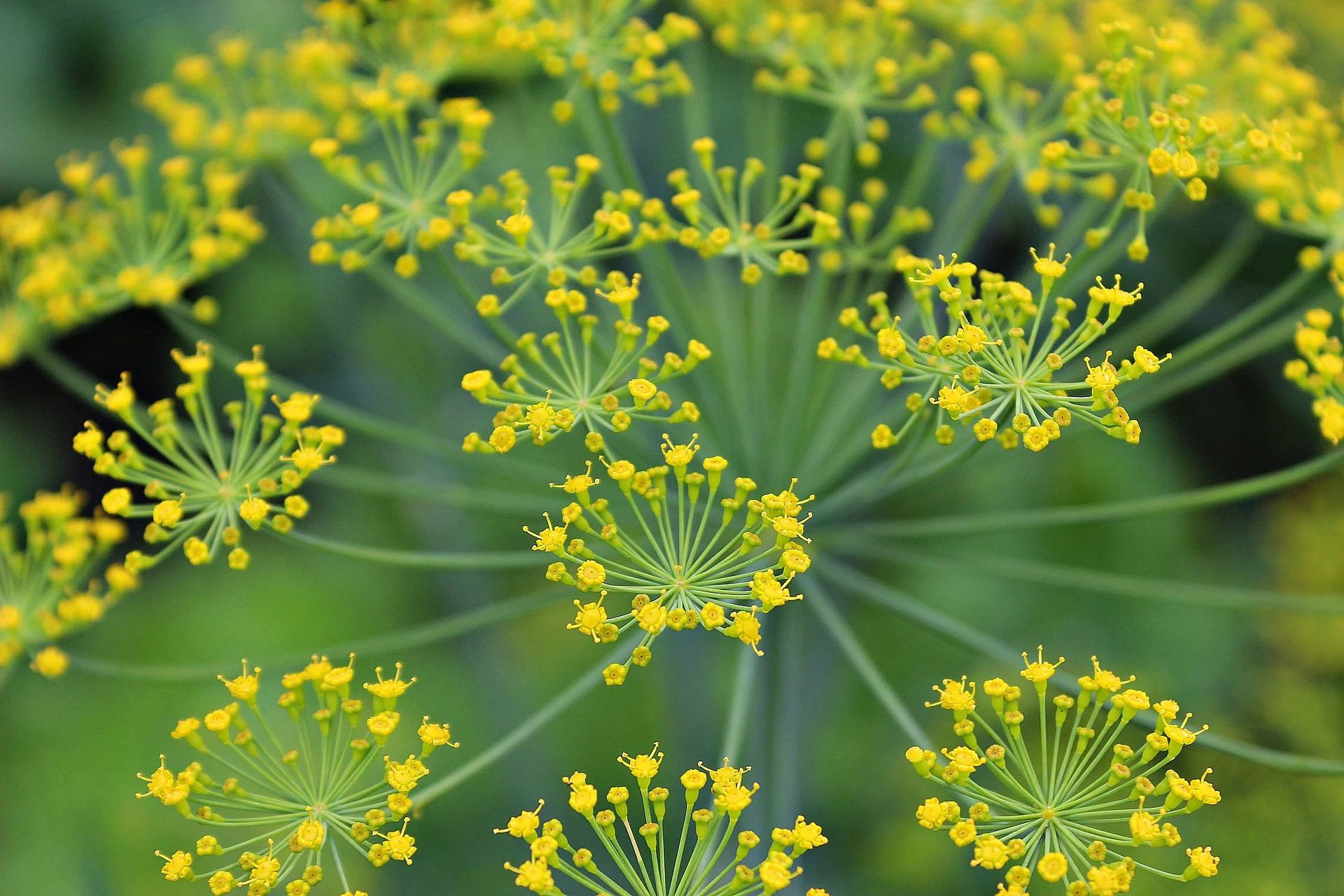 dill.jpg