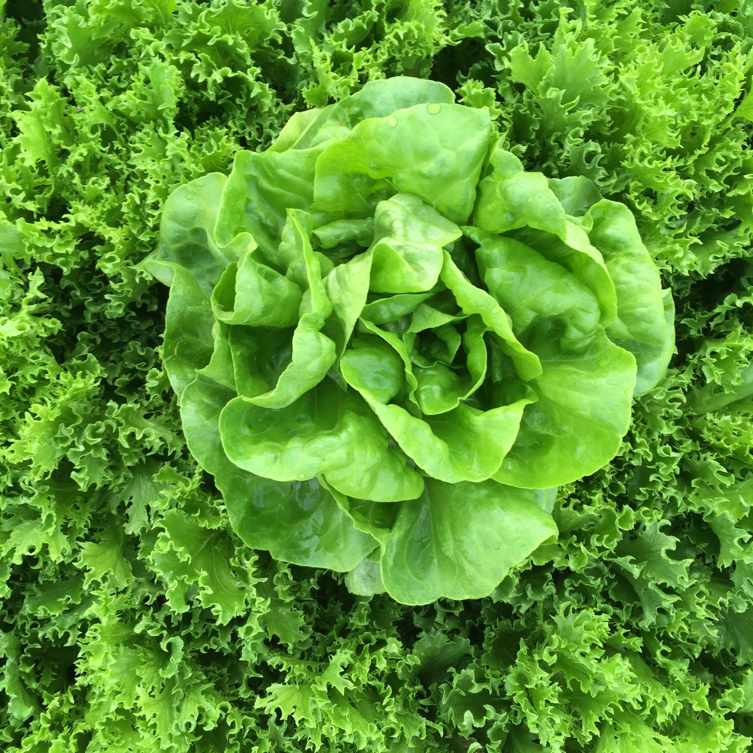 lettuce2.JPG