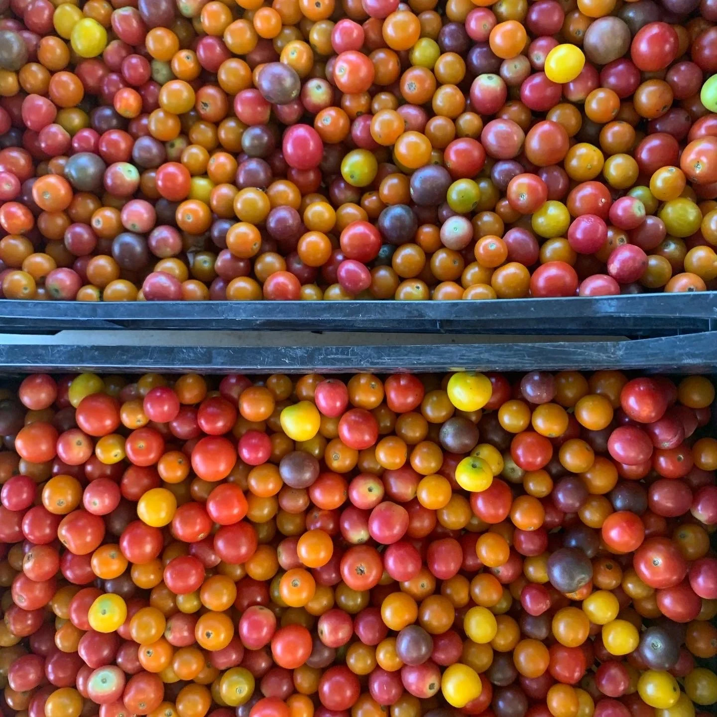 D47708A1-098C-415B-9051-CD794FFB2CA5 2.JPG