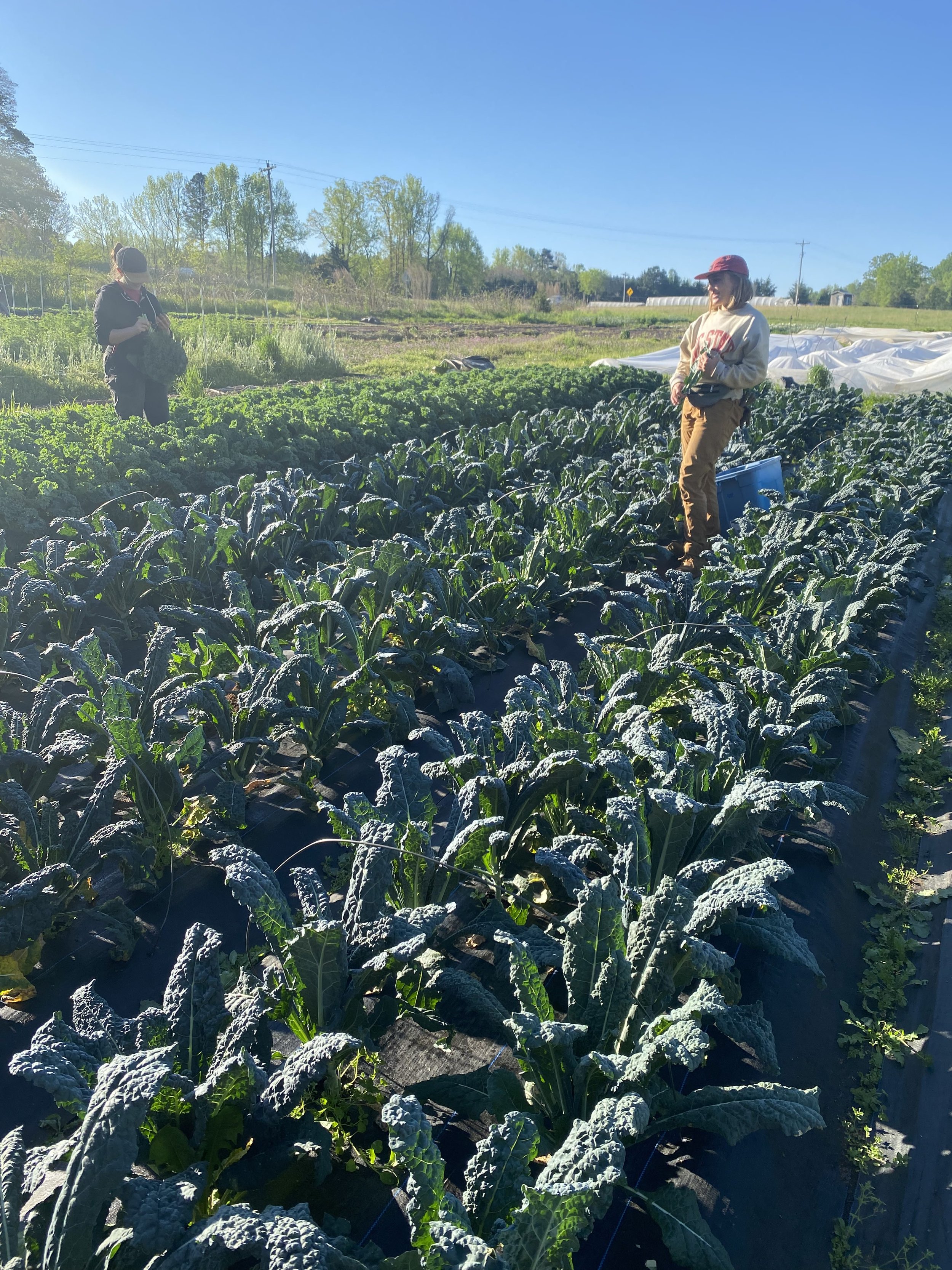 nikki_and_kenan_kale_harvest(jpeg).jpg