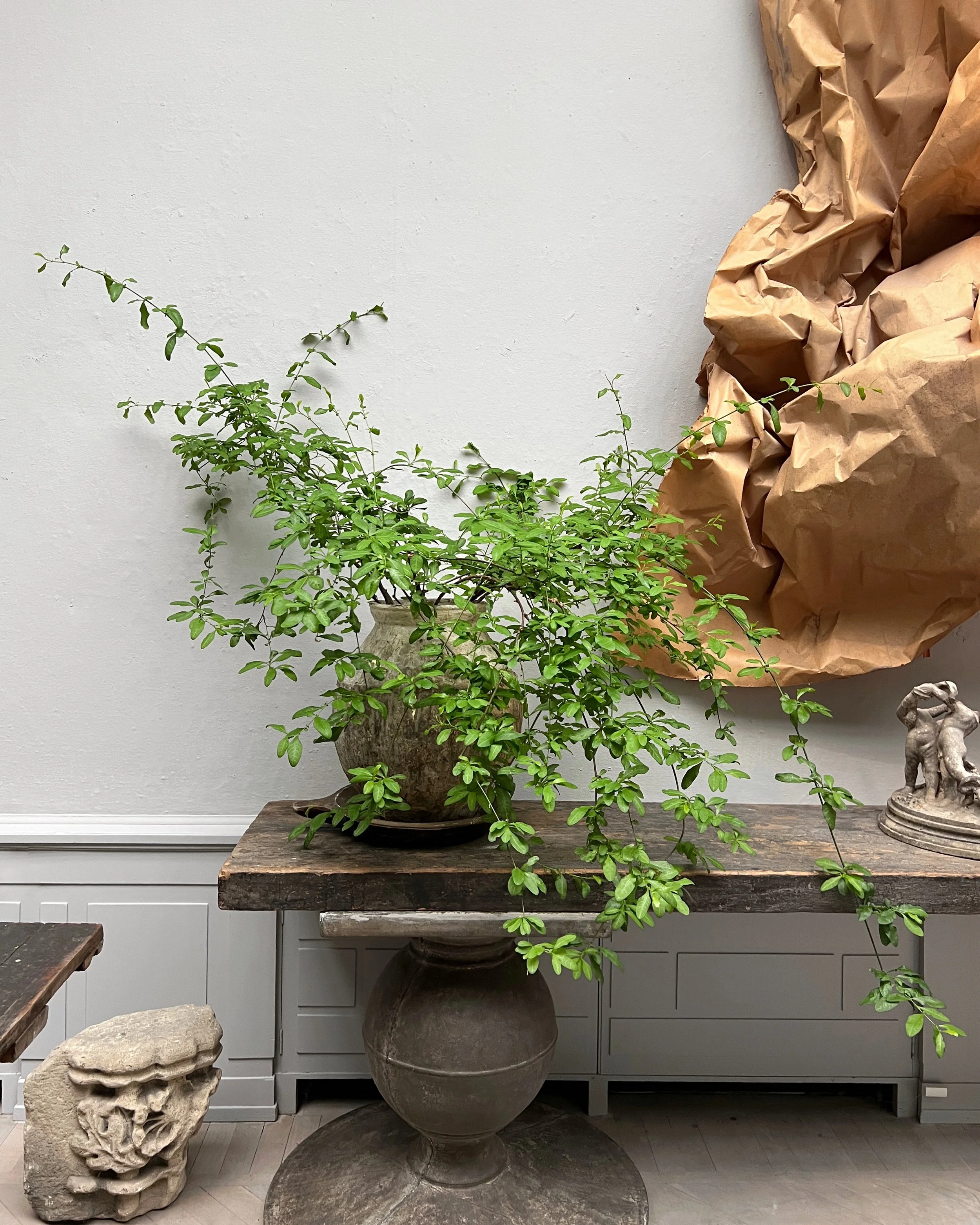 miya daigle_still life fauna.jpeg