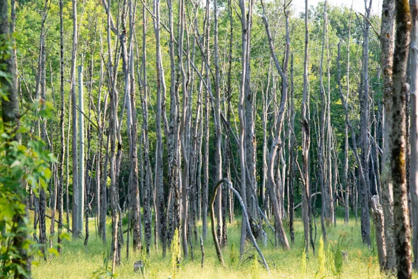 September 30, 2018: Perspective Blog