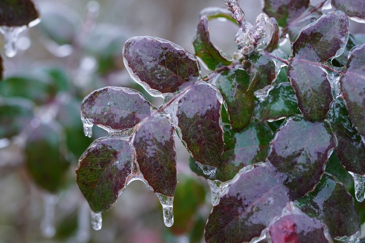 March 8, 2026: Perspective Blog