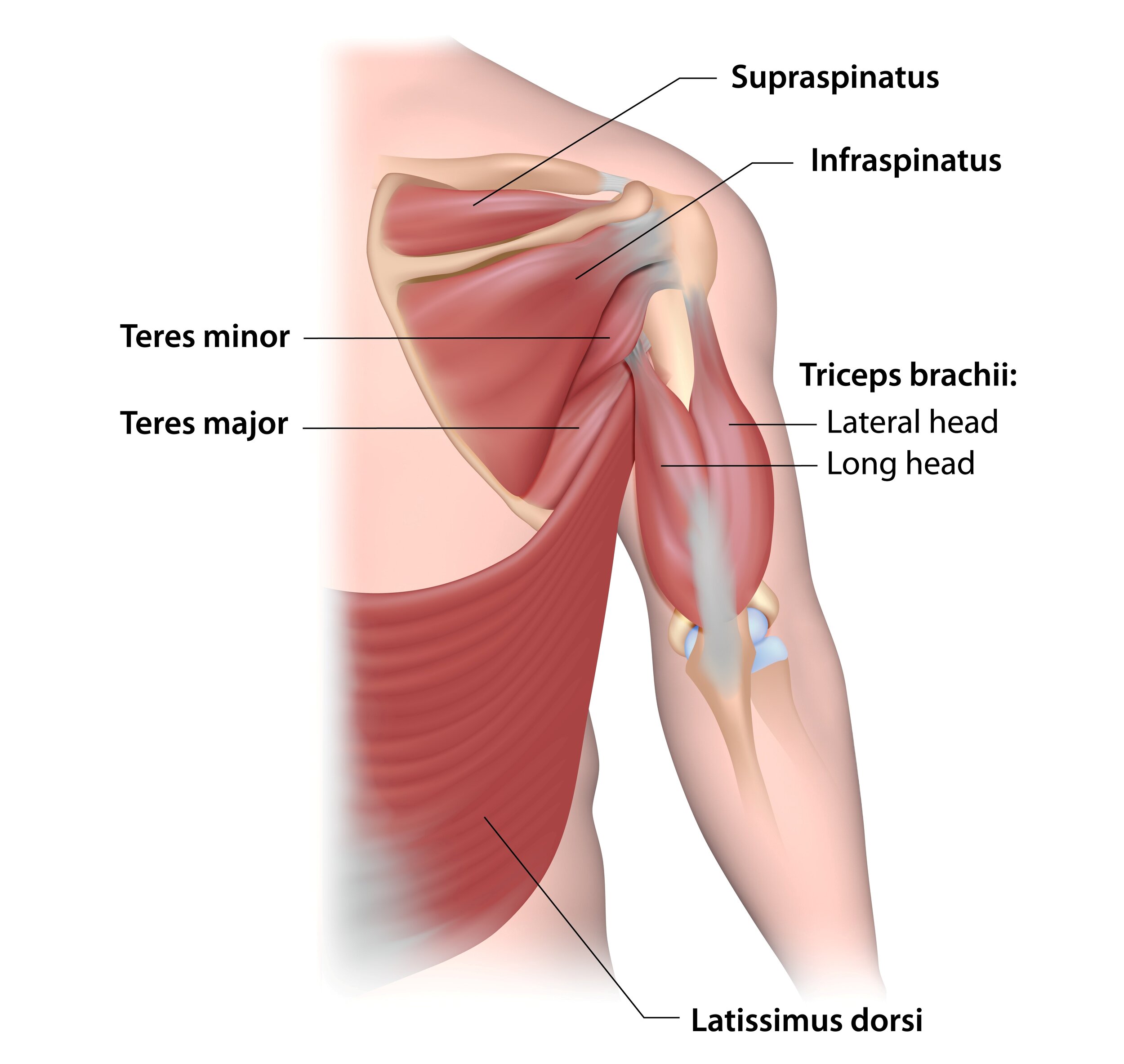 Triceps Brachii Muscle Pain - The Wellness Digest