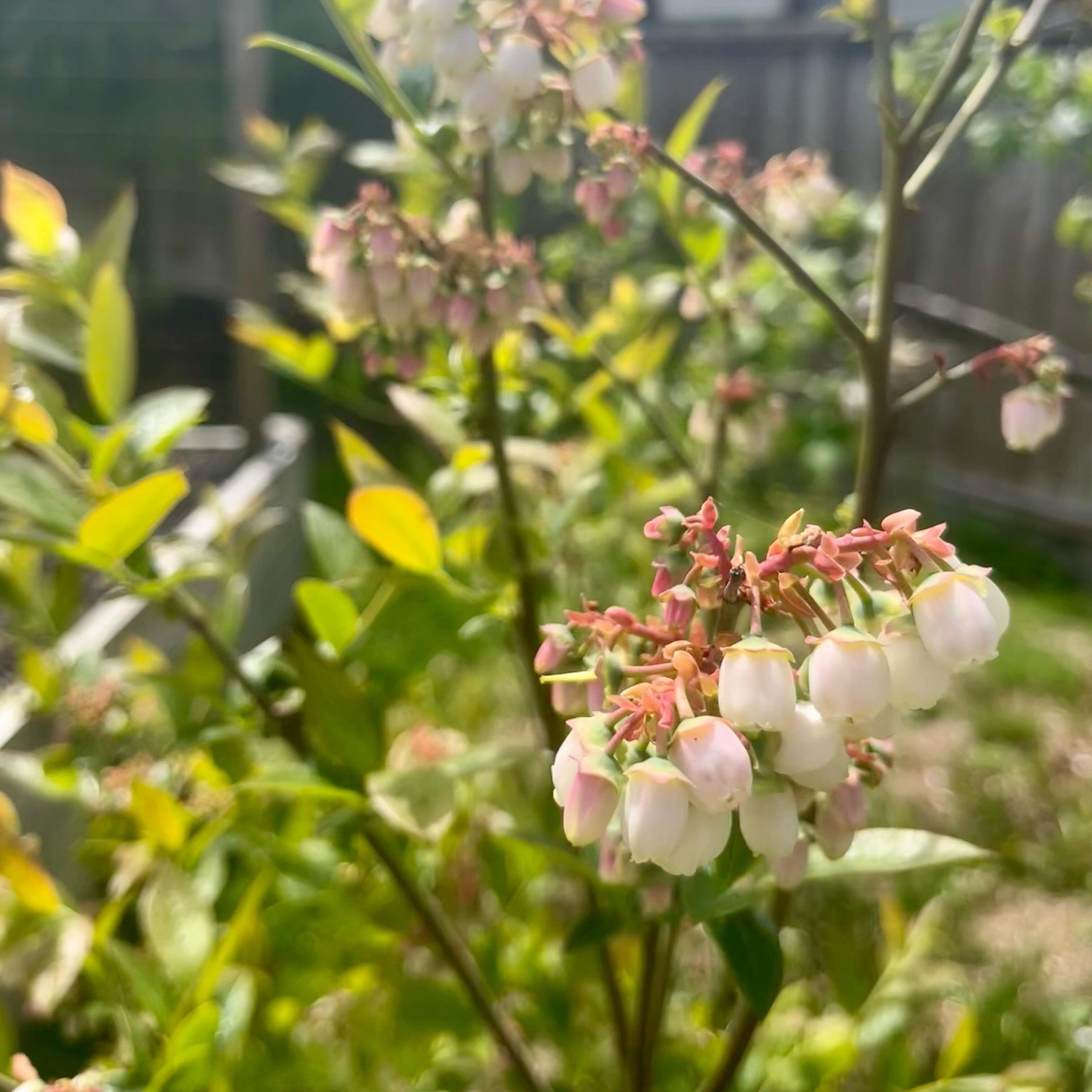 Hoping for a great blueberry season this year - the blossoms are plentiful!

What are you growing this year?

#ladner #ladnerbc #deltabc #tsawwassenbc #tsawwassen #gardening #garden