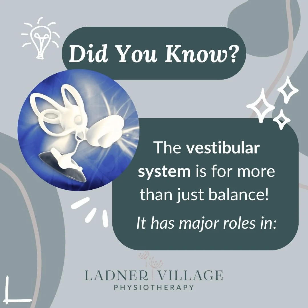 Did you know the vestibular system is more than just a balance organ? The information the vestibular system collects is widely distributed throughout the brain and used in a tonne of processes!

A few areas the vestibular system had major roles in in