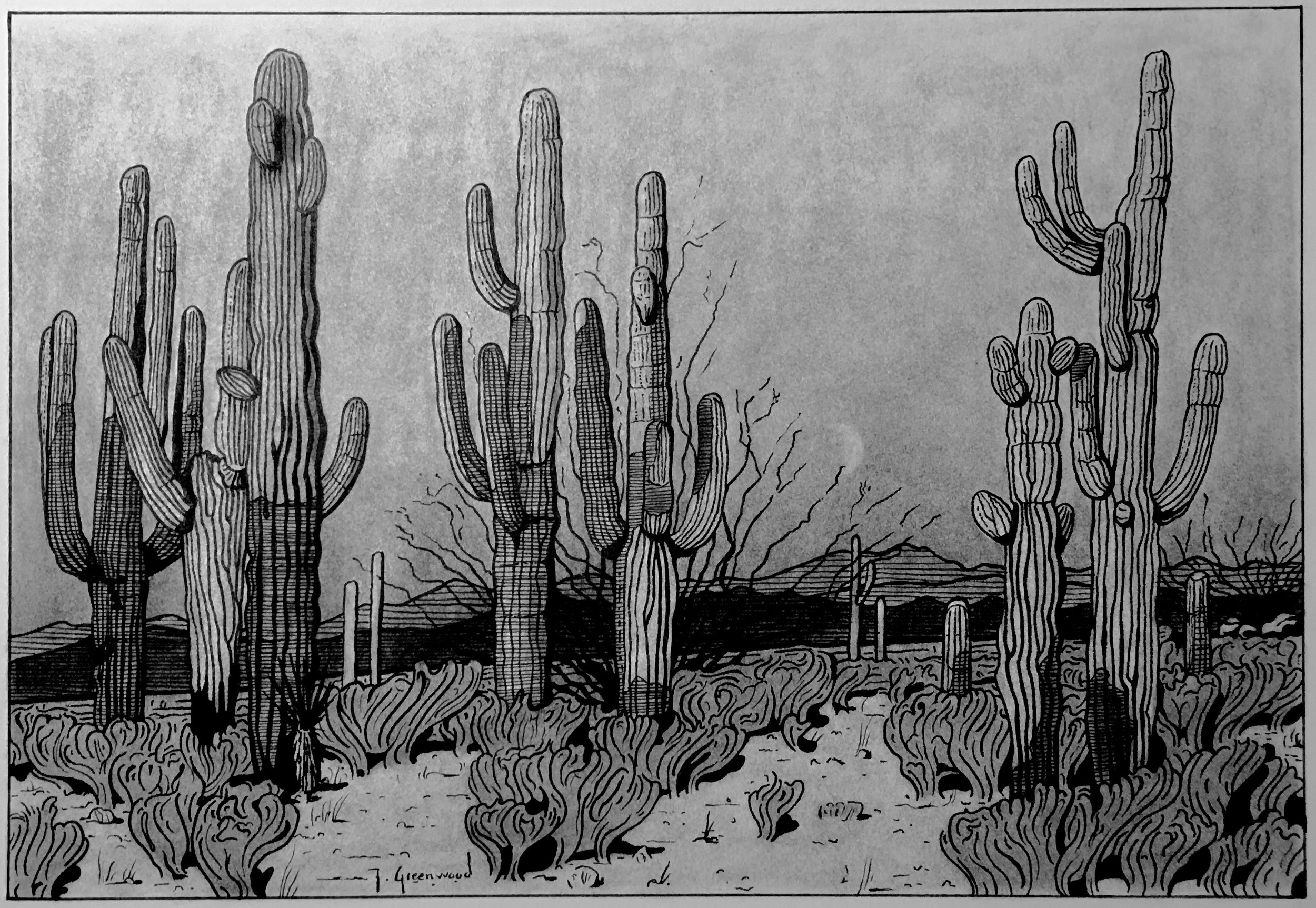 Saguaro and Ocotillo, Dusk